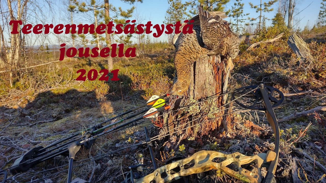 Teerenmetsästystä jousella 2021
