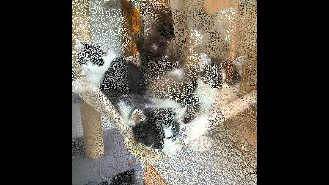 Edelkatzen vom Lauertal