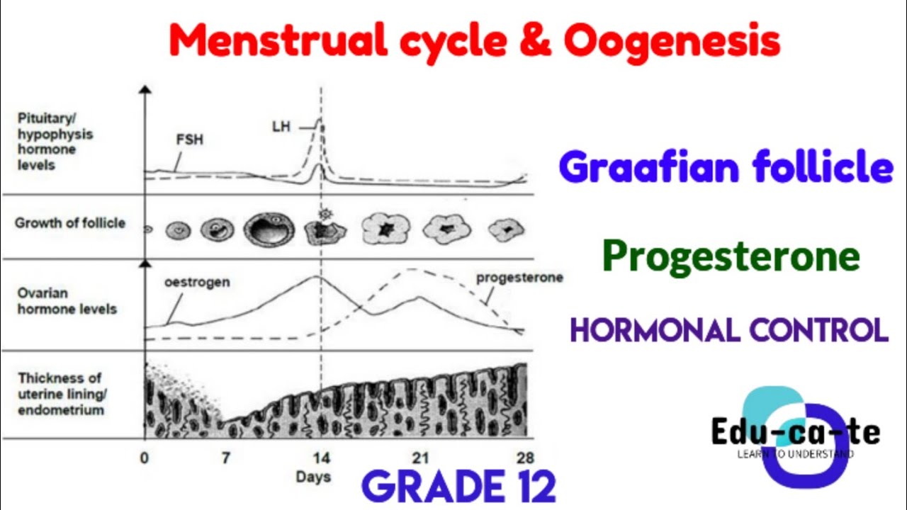 Menstrual cycle & Oogenesis - grade 12