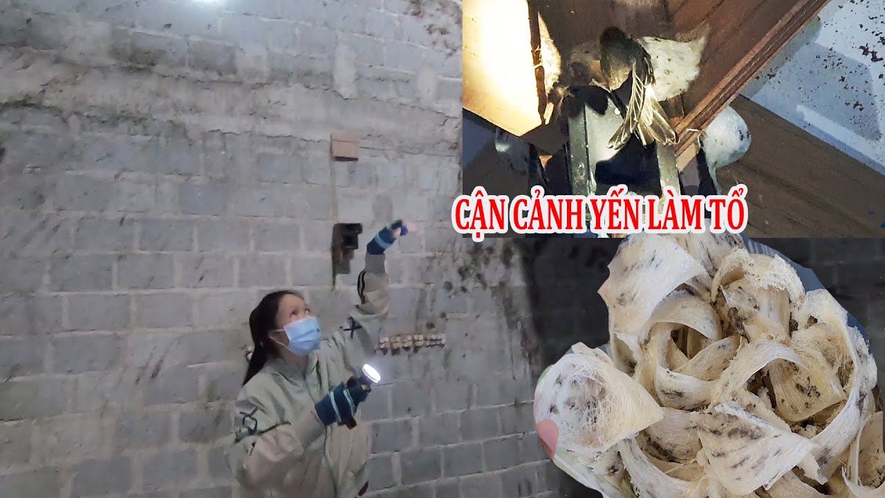 BÊN TRONG NHÀ NUÔI YẾN CÓ GÌ VÀ CẬN CẢNH YẾN LÀM TỔ