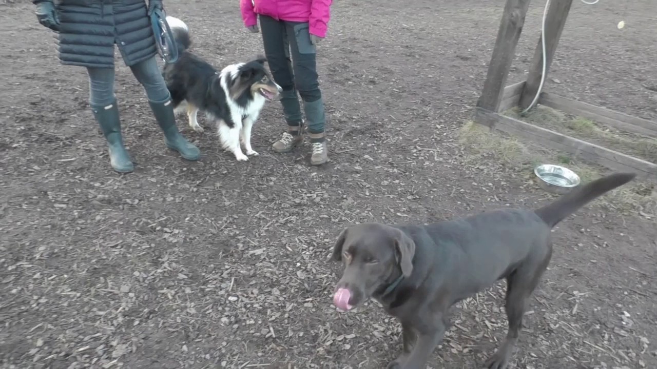 Körpersprache der Hunde Teil 2.2 