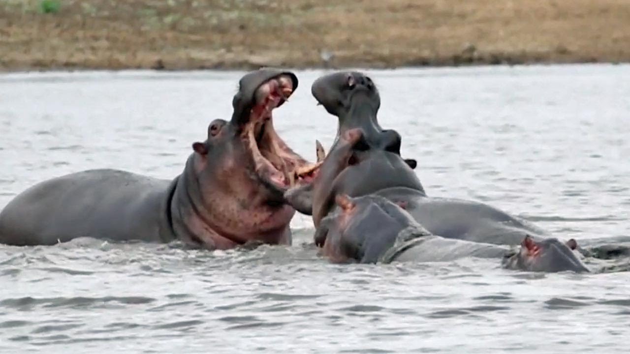 Pair Of Hippos Clash In River | Wild Animals Caught On Camera!