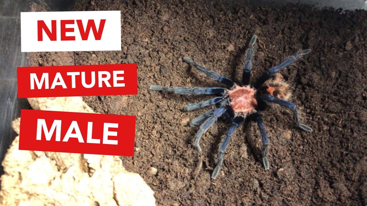 Davus pentaloris - Breeding Competition?