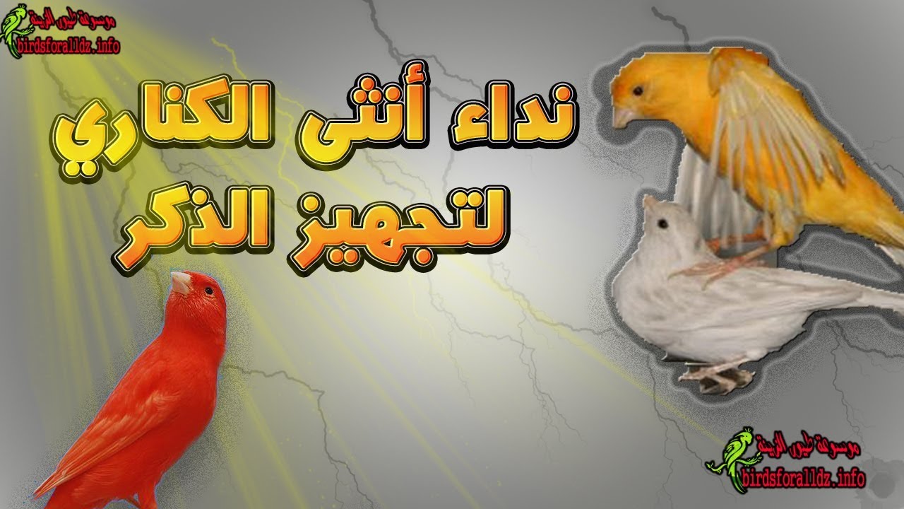 افضل نداء وصوت انثى الكناري لتحفيز الذكور femlle canari
