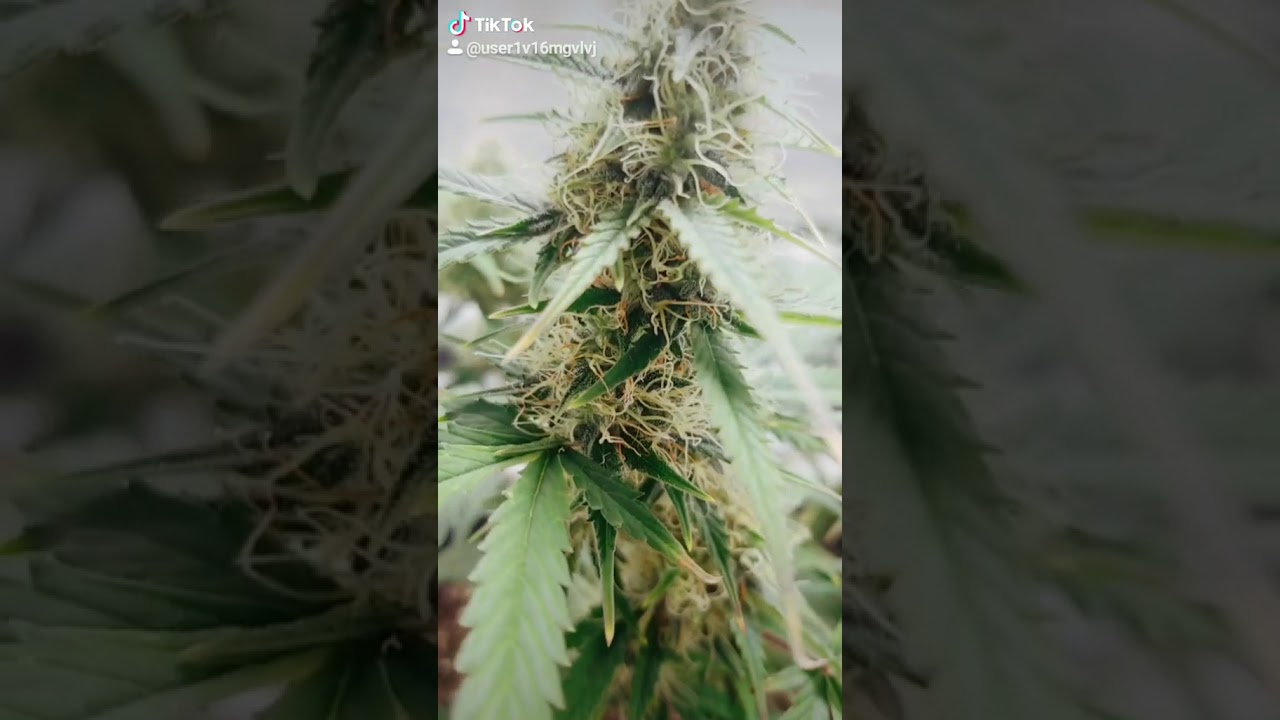 Gorgeous AK47 Buds - Final Weeks of Flower - Looking Great!! Smelling Greater ;)