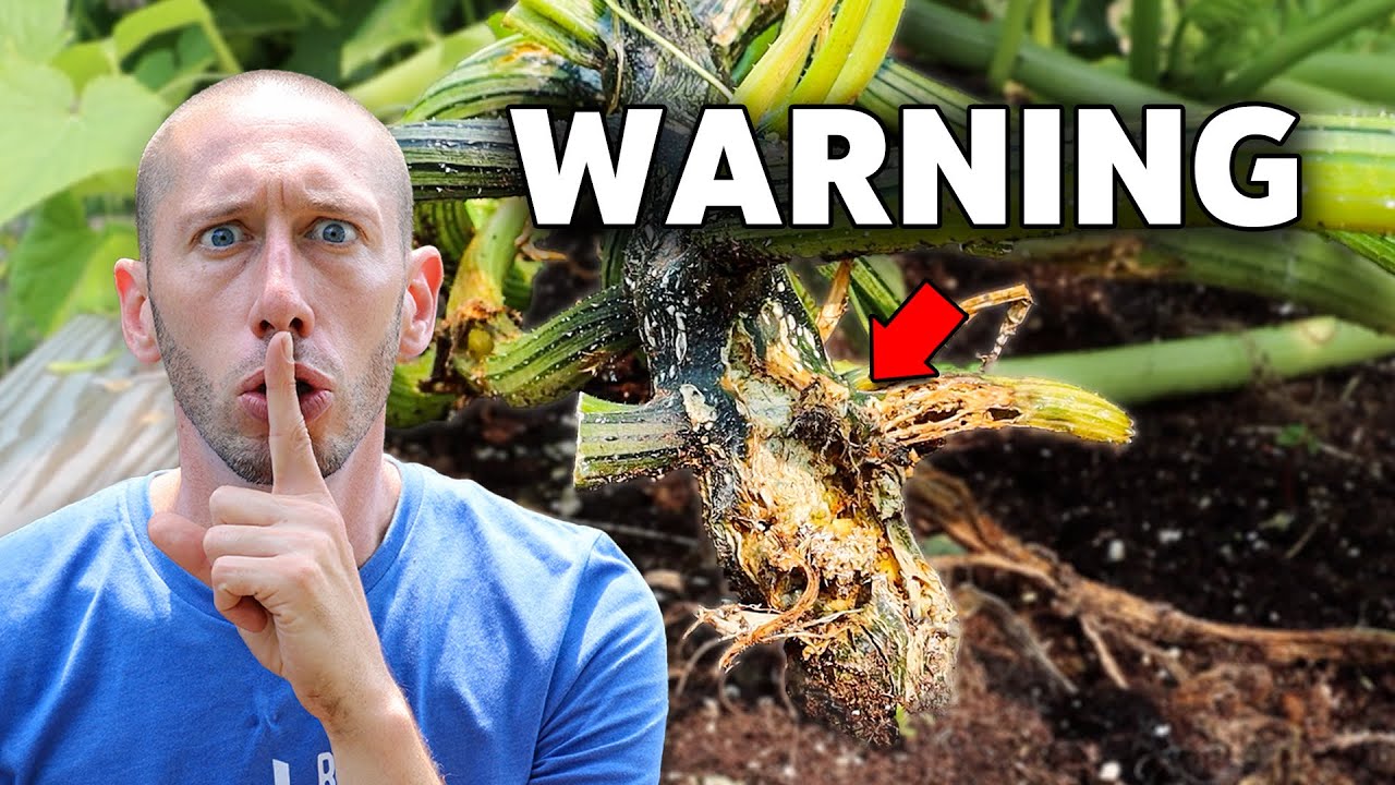 5 Deadly MISTAKES You Can't Afford to Make When Growing Squash
