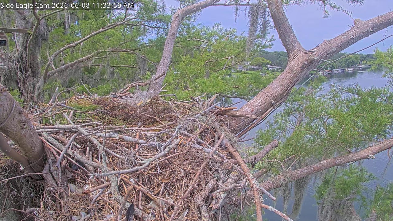 Winter Park Eagle Cam | 2 Eaglets! |  Wink & Atlas | Winter Park Eagle Cam | Side Fixed Cam