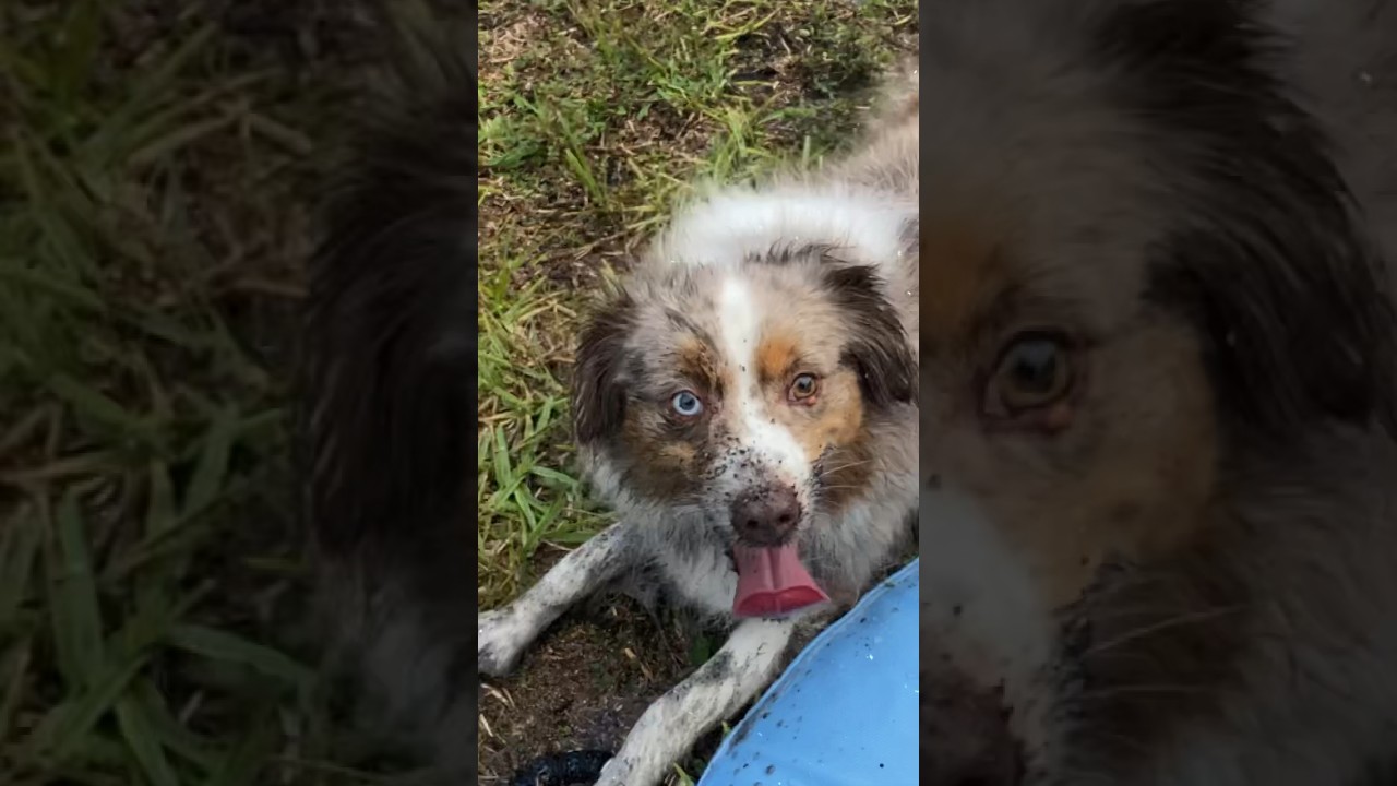 These dogs know how to party! 