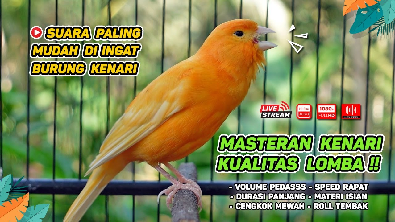 Kenari GACOR NGEREK‼️ Masteran Kenari PAUD dan Pancingan Kenari MACET BUNYI dan Betina NGIWIR - 108