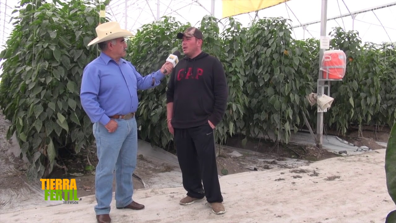 Tierra Fértil Tv-Cultivo de pimiento morrón en Michoacán (19.12.20)