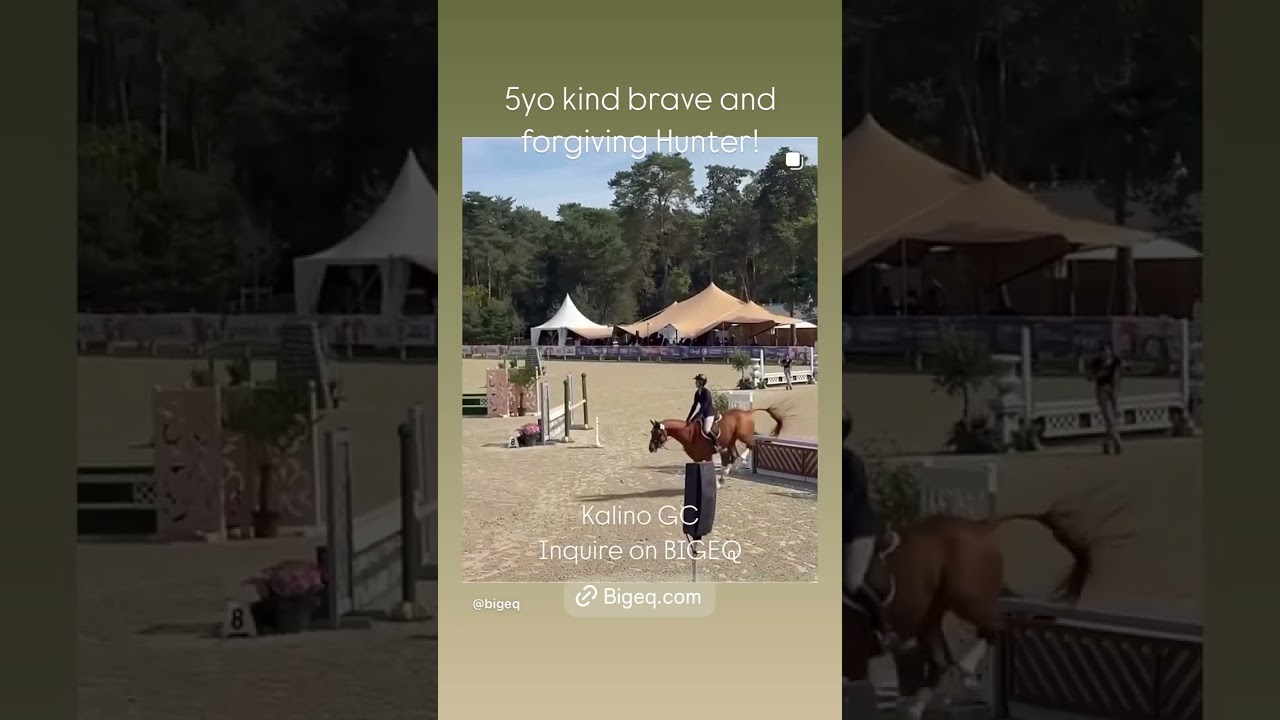 Kalino GC Inquire on BIGEQ 5yo kind brave and forgiving Hunter!