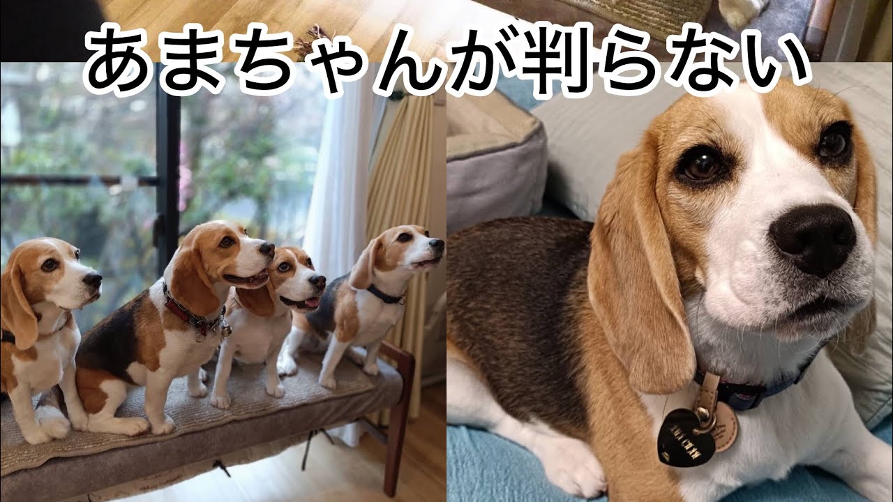 お寺がビーグルカフェに　あまちゃんの姉妹が集まって密密パーティーが開かれました
