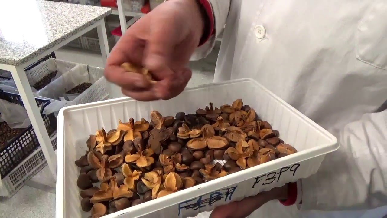 Proceso de Elaboración del Aceite de Camelia