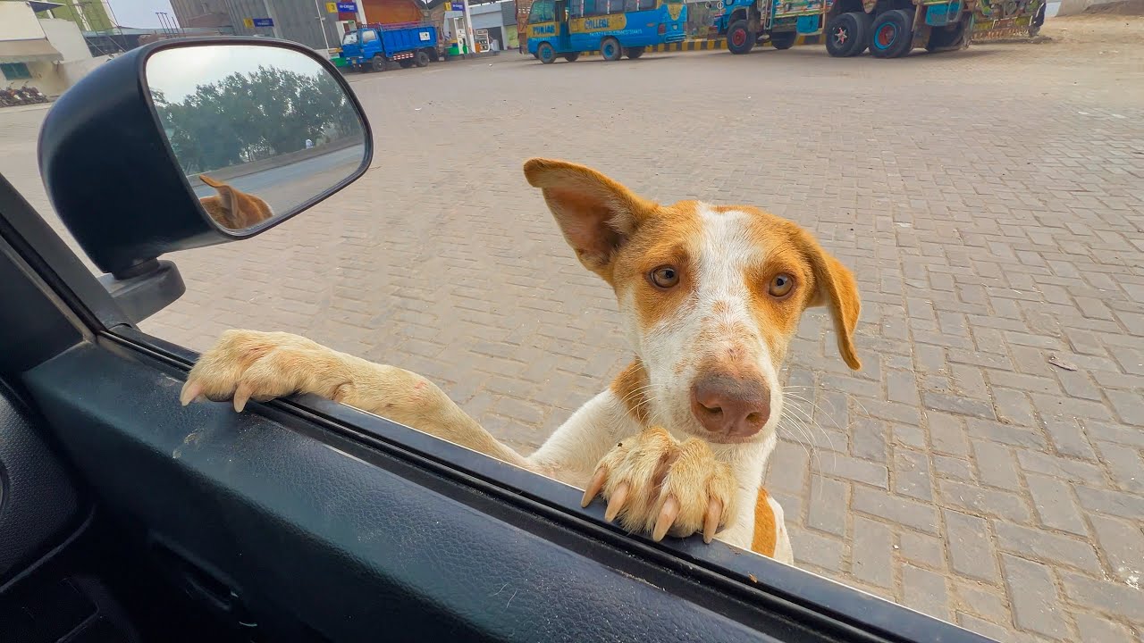 'Do You Want Puppies'... She Trying to Stop Every Car.