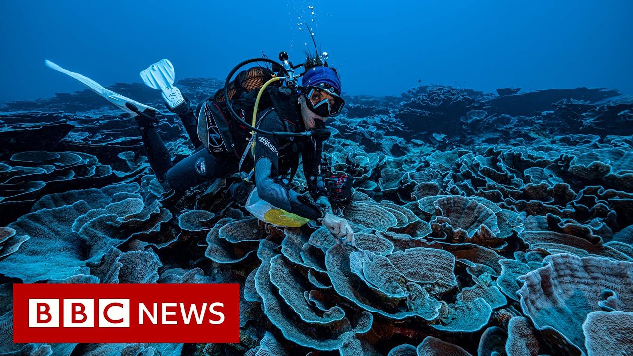Pristine coral reef discovered off the coast of Tahiti - BBC News