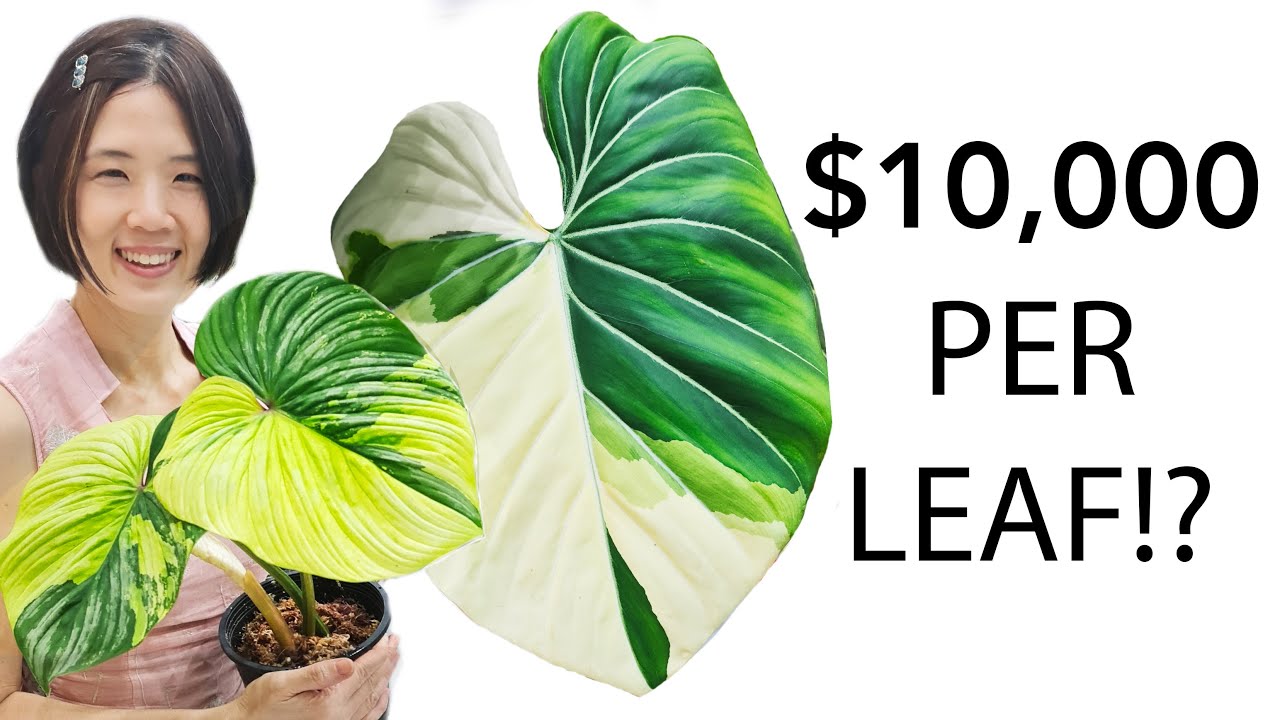 The Crazy Rich Plant Award 2022  | Exotic, Ridiculous & New Plant Launches from around the world