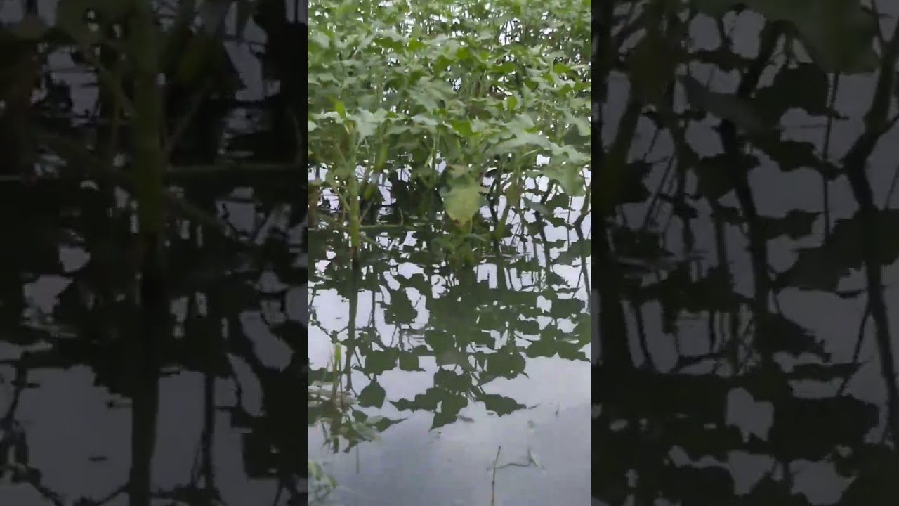 lelet makan lelet pula undlupnya. ikan sulit dikendakilan.
