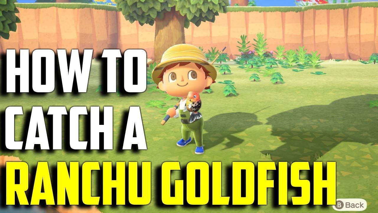 How to Catch a Ranchu Goldfish | Ranchu Goldfish ACNH | Ranchu Goldfish Animal Crossing New Horizons