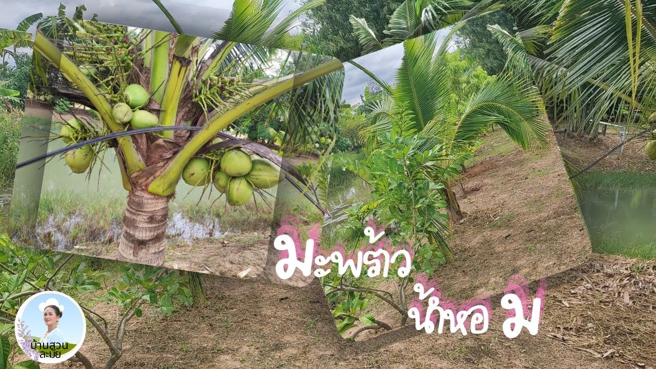 มะพร้าวน้ำหอมริมบ่อน้ำ@บ้านสวนละมัย_ชุมพวง