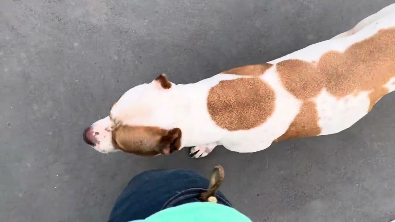 Alguém lembra da DAKOTA!? Velha, firme e forte !🙏