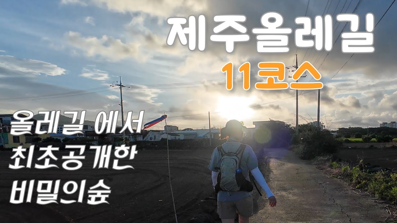 제주 올레길 11코스 | 꼭!! 가봐야할 비밀의숲 무릉곶자왈 🌳