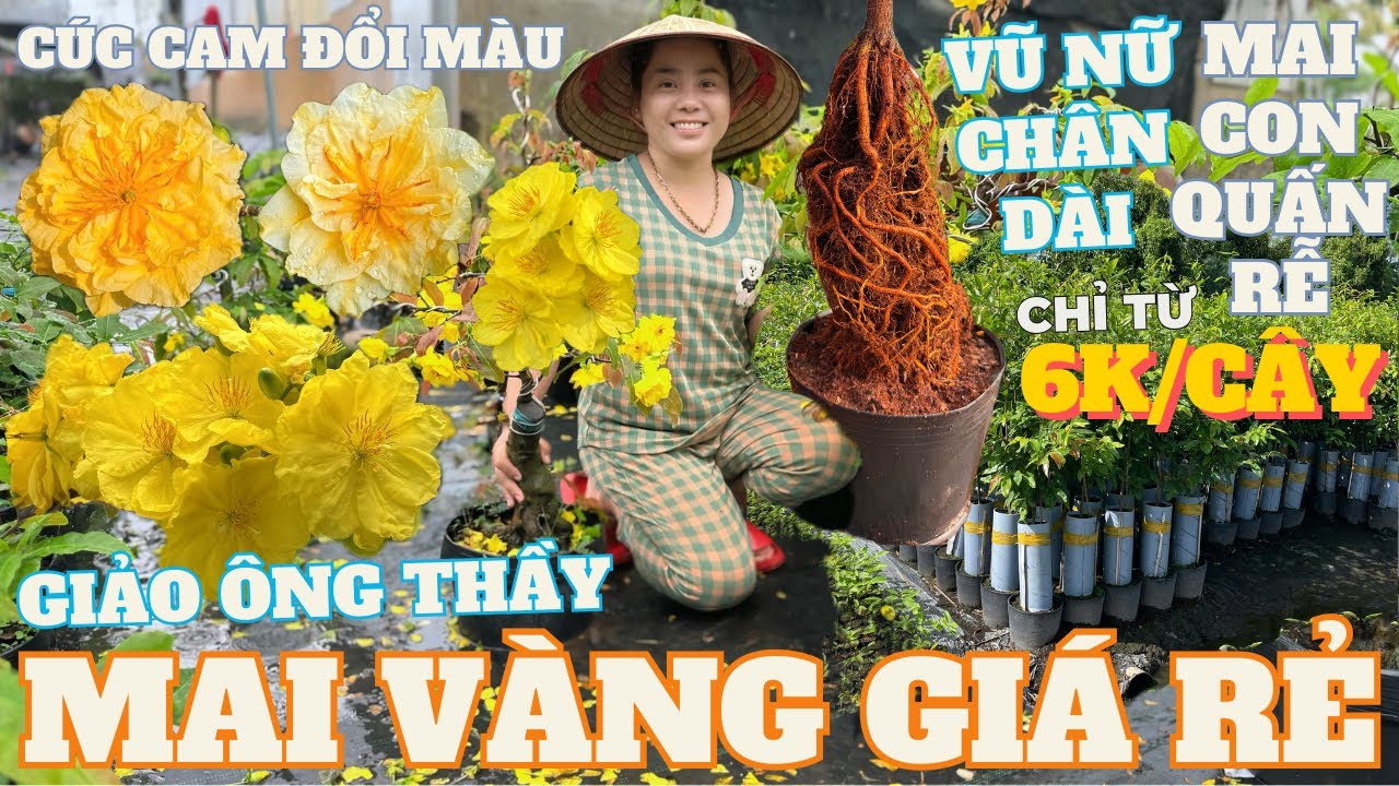 05-03 CHỊ NGỌC HÂN Giao Lưu Mai Vàng Giá Rẻ, Siêu Bông Bình Lợi, Giảo Ông Thầy, Vũ Nữ Chân Dài...