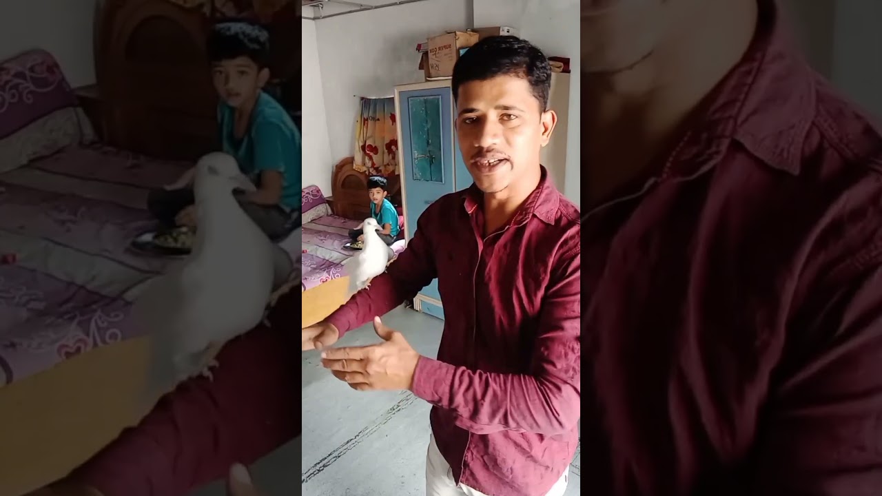 Rocky🕊️ Syed wasim my YouTube channel name kabootar care #youtube #pigeonshortvideo