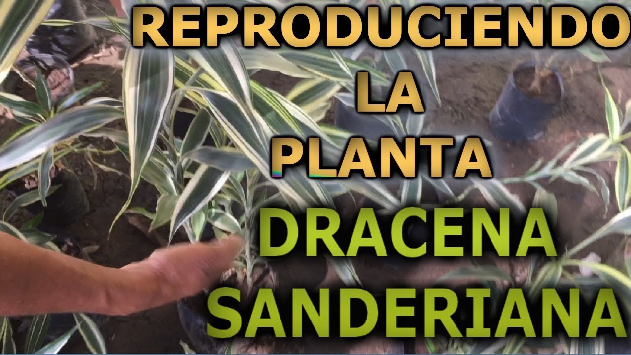 Como reproducir y cuidar el bambu de la suerte, Dracaena sanderiana- Dracaena braunii