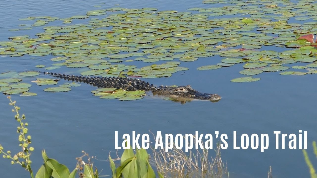 AIMA e-bike:  Lake Apopka