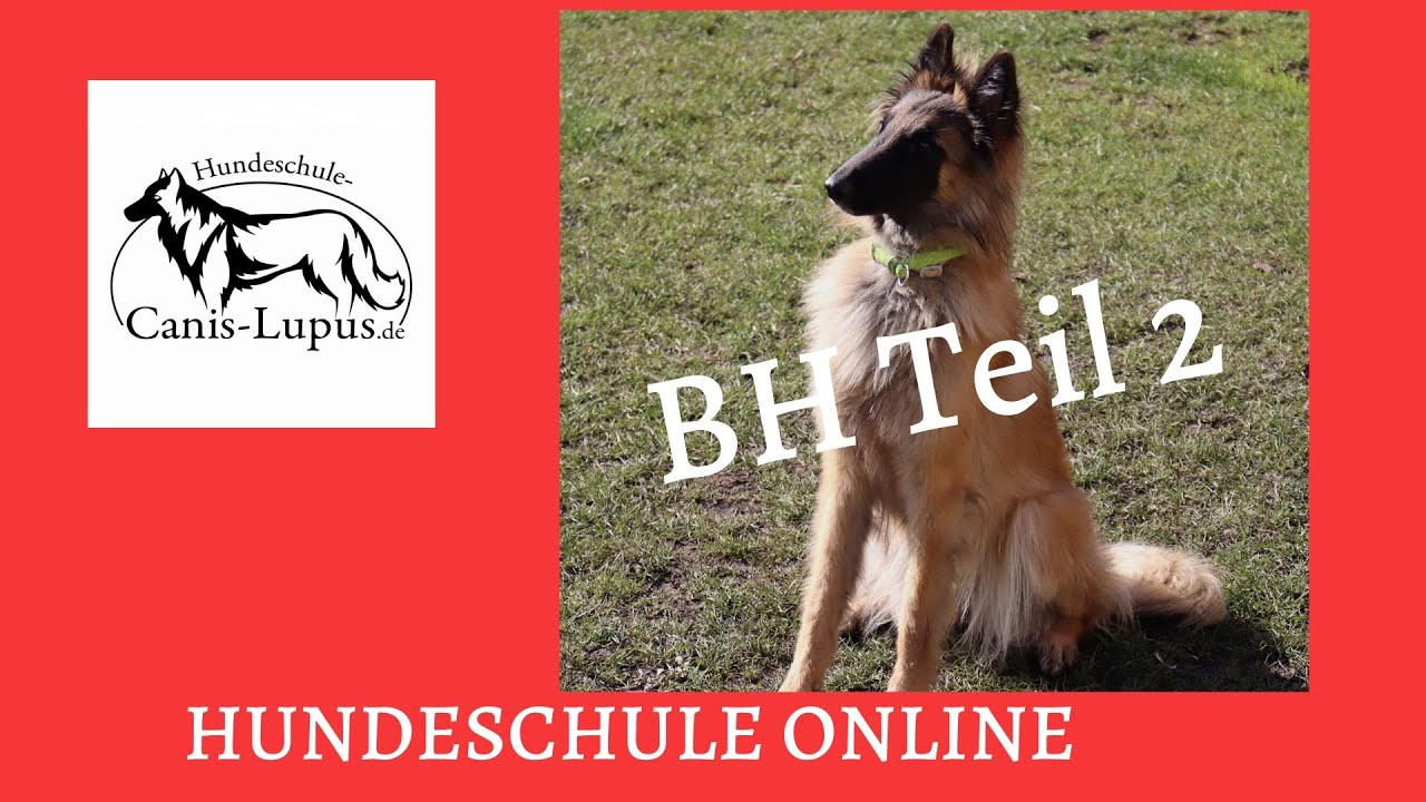 Begleithundeprüfung richtig Aufbauen #2
