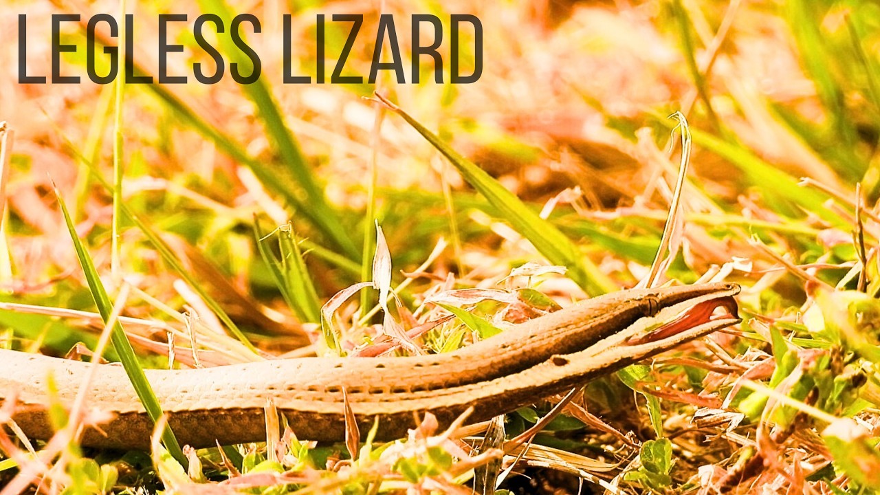 Is It Heat Stress or Momentary Confusion? Burton's Legless Lizard