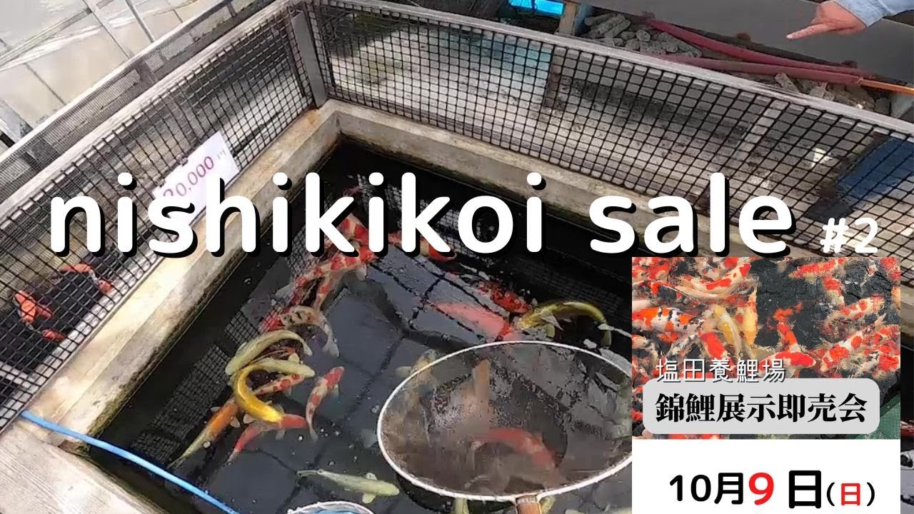 ＃塩田養鯉場　錦鯉販売Ⅱ＃錦鯉＃koifish＃錦鯉販売#nishikigoi#ปลาคราฟ