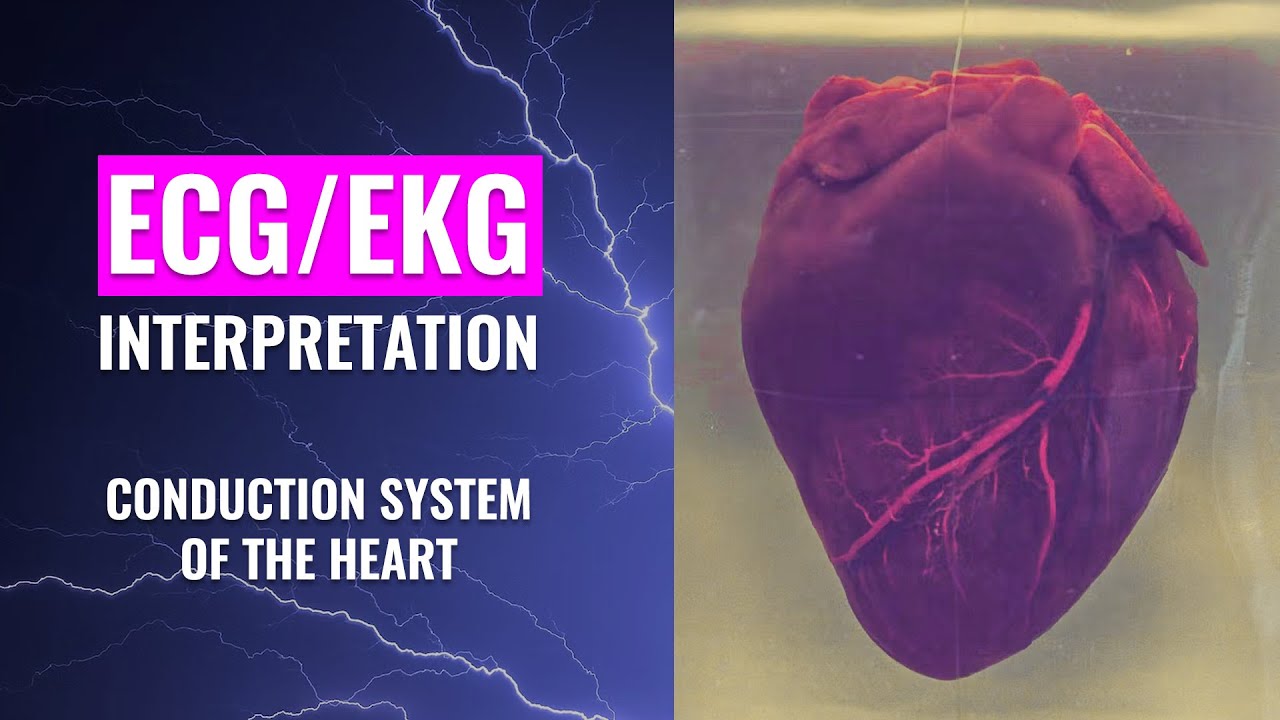 EKG Interpretation Nursing | Electrical Conduction System of the Heart