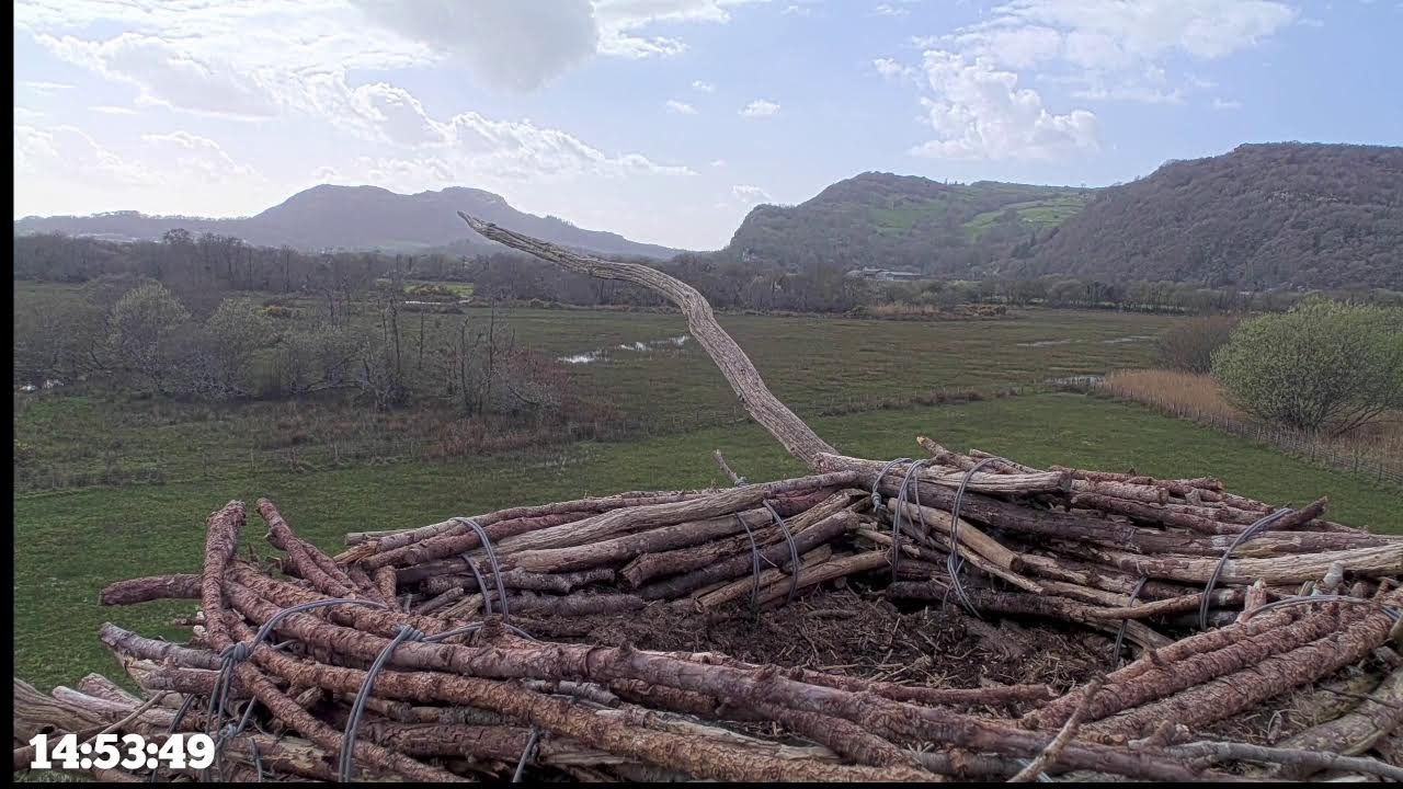 Bywyd Gwyllt Glaslyn Wildlife - Ffrwd Byw / Live Stream 2