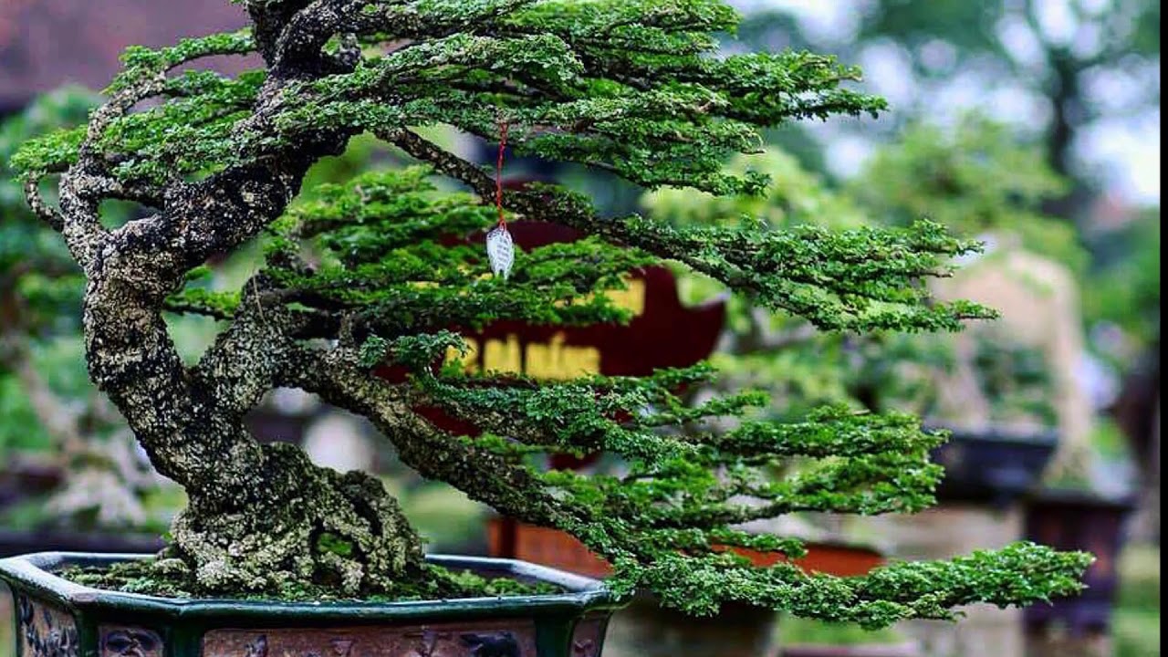 BONSAI MADE IN VIETNAM 2