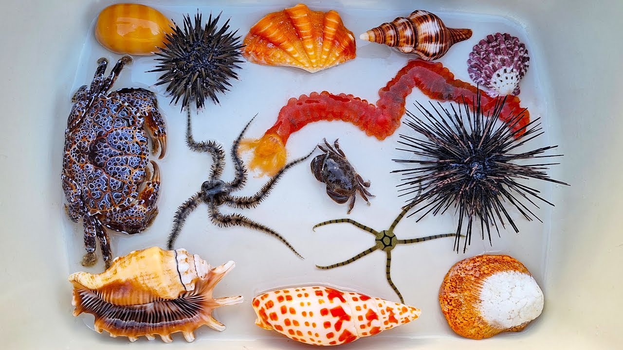 Finding hermit crab and ornamental fish, crab, conch, snail, shell, starfish, sea cucumber, anemone