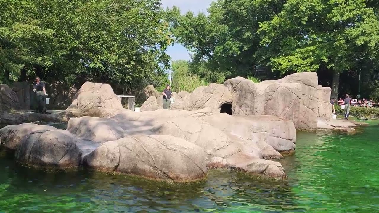 Bronx Zoo - Sea lion feeding - 20220917 150125