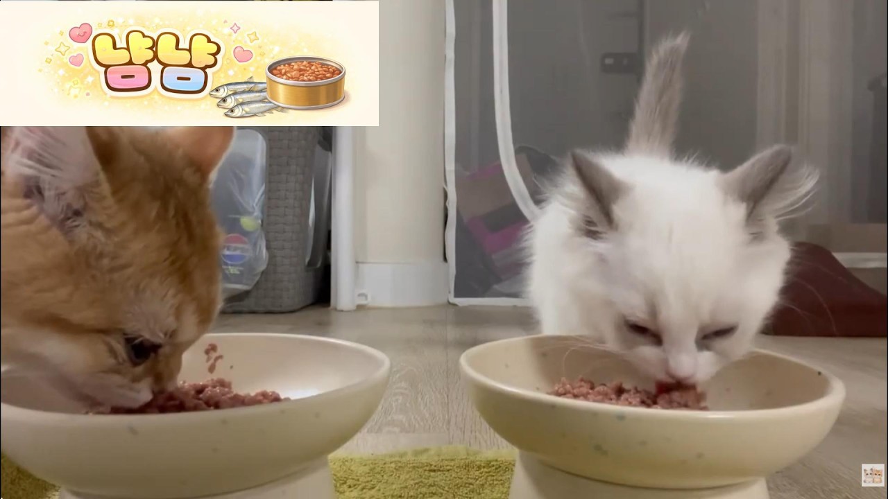 새끼 고양이 습식 냠냠_5