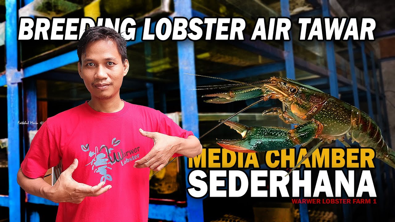 SIMPLE DAN MUDAH, MEDIA CHAMBER & CARA BREEDING LOBSTER AIR TAWAR | WARWER LOBSTER FARM