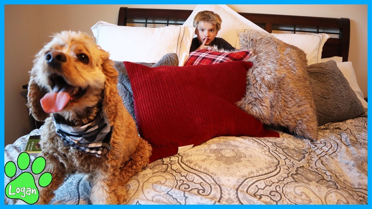 Cute Dog Plays Hide And Seek / Logan The Adventure Dog