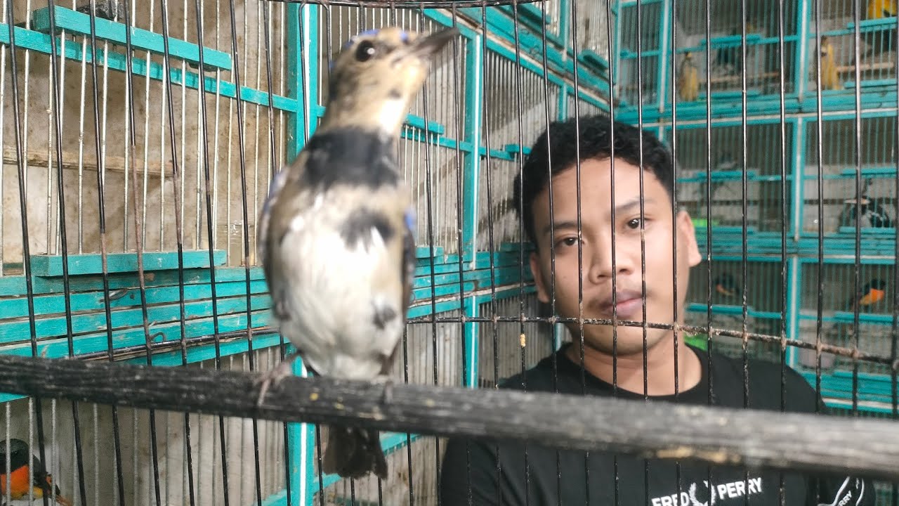 SUARA MERDU COCOK DI RAWAT PAS MUSIM HUJAN HARGA MASIH RATUSAN RIBU 