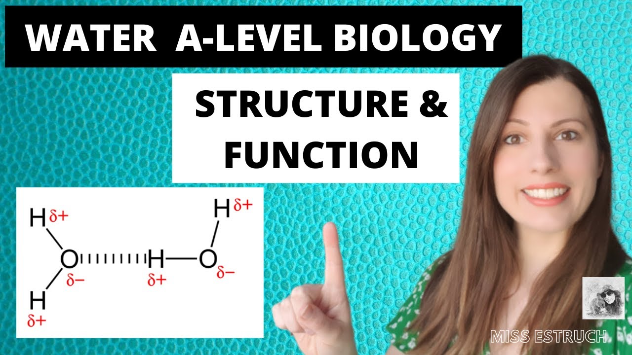 WATER - A-level Biology.  The importance of water - structure and function