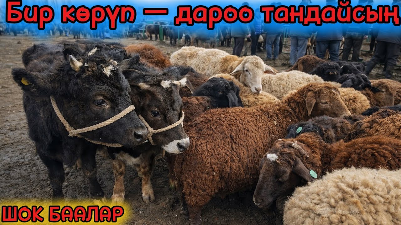 МАЛ БАЗАР КАРА-БАЛТА / БИР КӨРҮП ЭЛЕ ТАНДАЙСЫН
