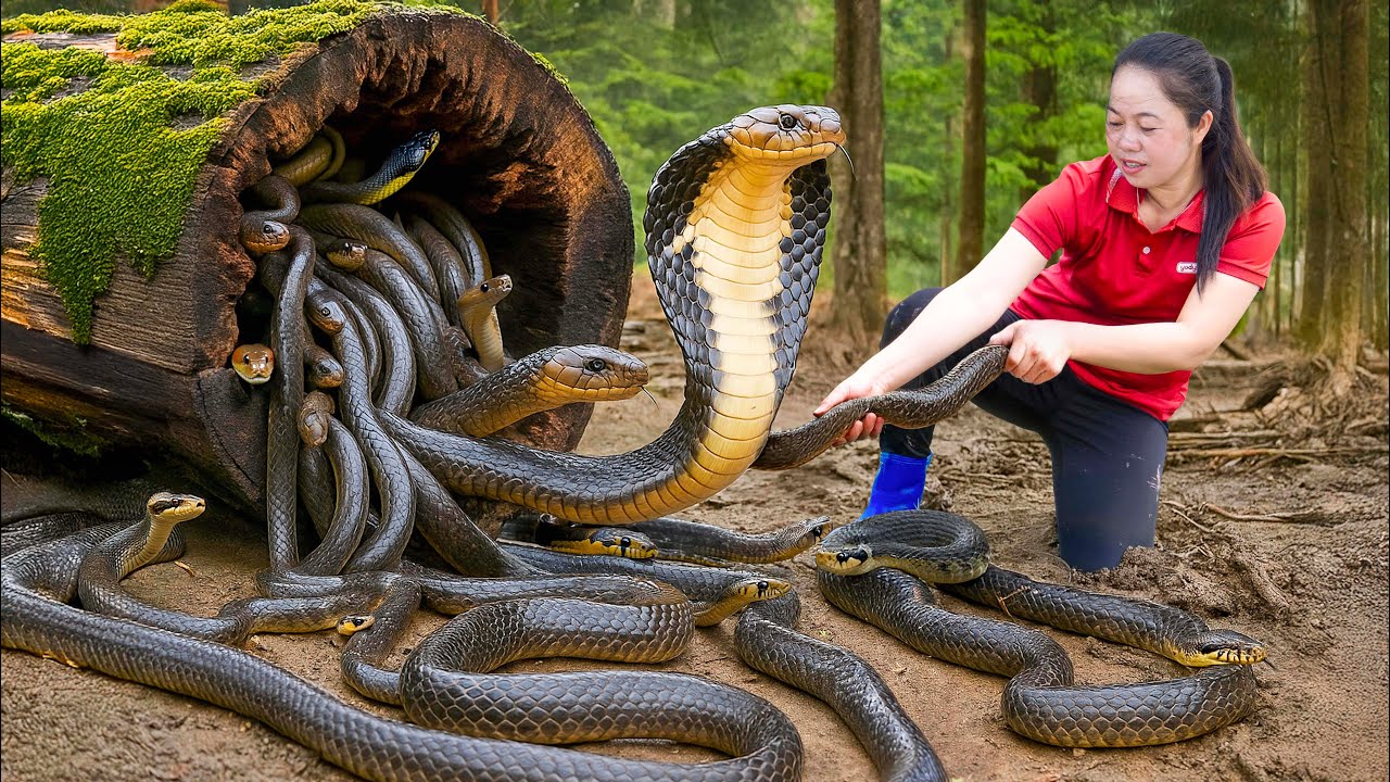 Harvesting Cobra in the Valley of Snakes to Go to Market Sell, Giant python lurking to attack