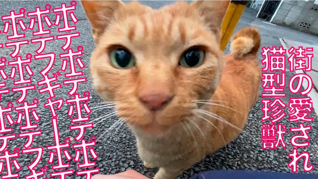 猫型珍獣ズ、ポテポテポテポテ歩く The funny "Pote-Pote" cat march