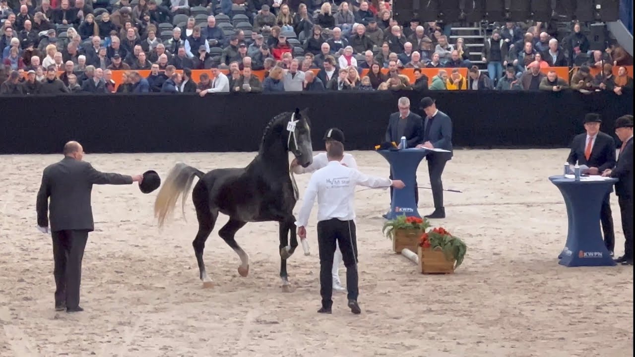 Proof that a real Dutch Harness horse is bred to be a showhorse