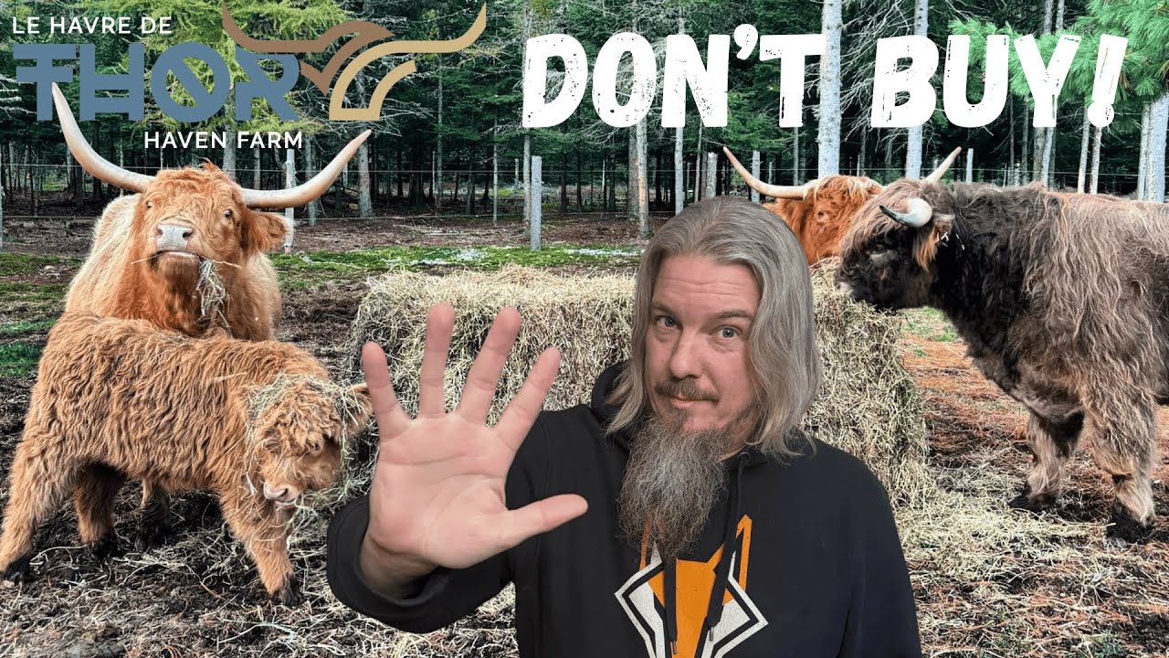 5 причин, по которым вам не стоит заводить коров породы Хайленд