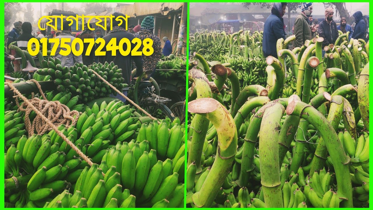 ০৮,ফেব্রুয়ারি যে পাইকারী কলার বাজারে নেই হুরাহুরি  পারাপারি সেই বাজার সম্পর্কে বিস্তারিত জেনে নিন 