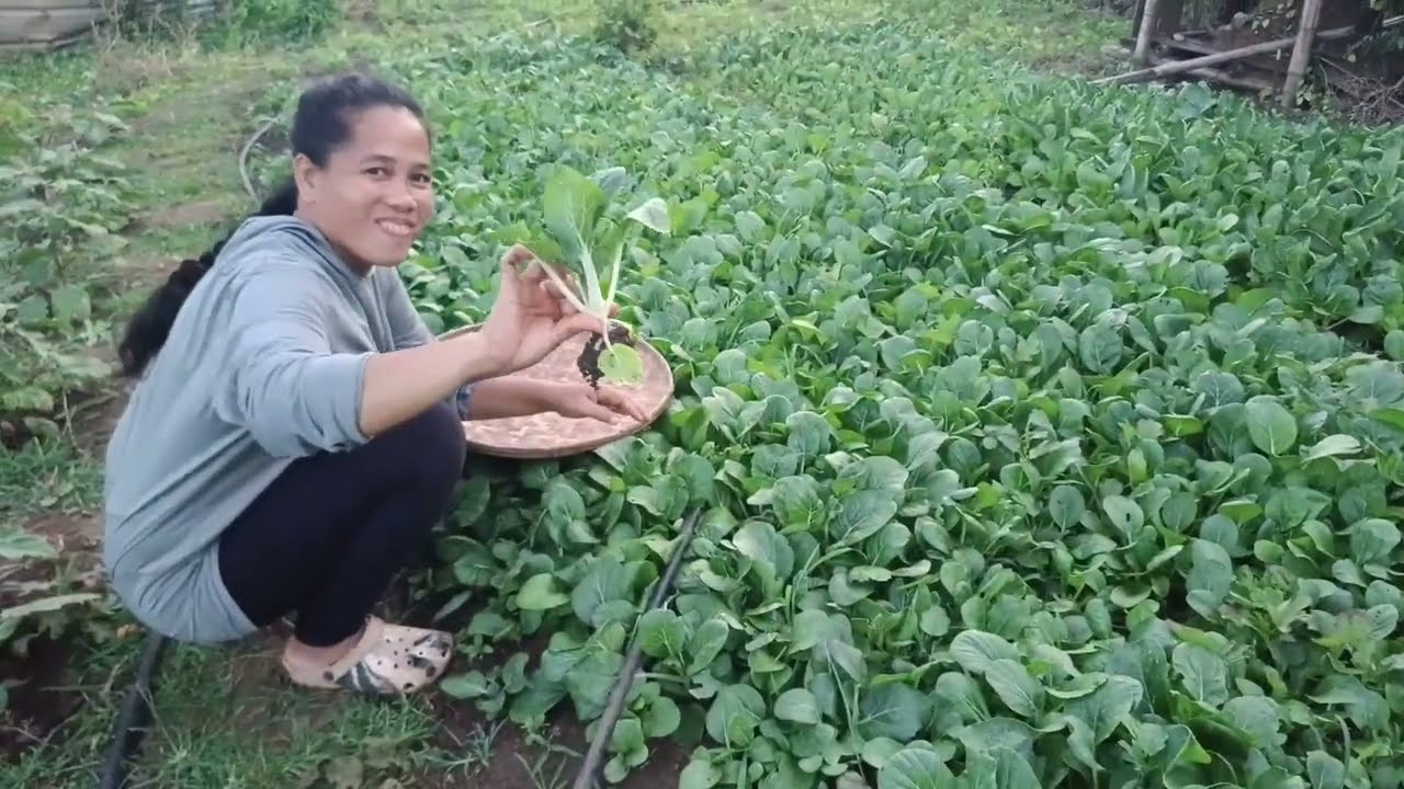 Nag harvest ng pechay sa munting garden