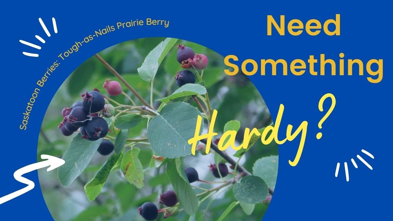 Saskatoon Berries: Tough as Nails (as this Zone 2 Grower Explains)